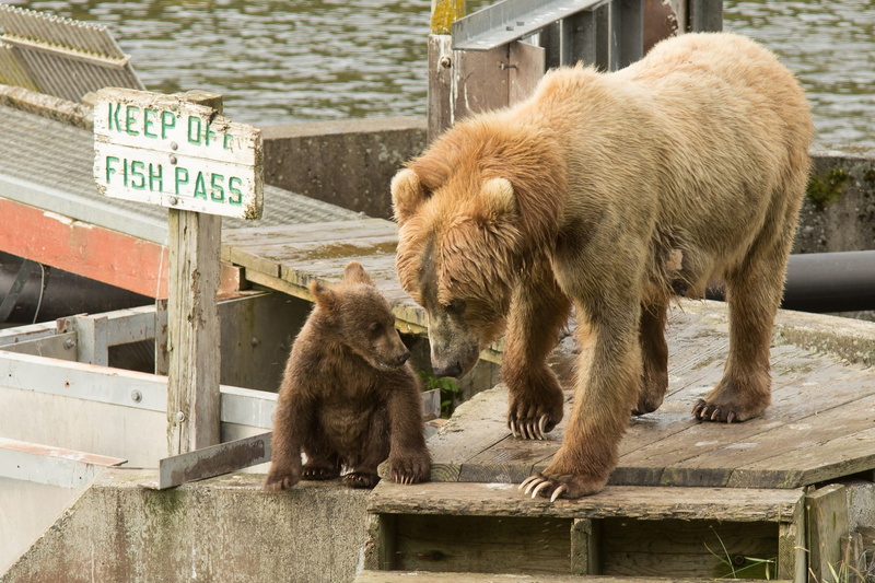 drinking, wooden structure, boardwalk, furry, communication, group of animals, animal themes, dock, young animal, portrait, wild, wildlife, outdoors, kodiak brown bears