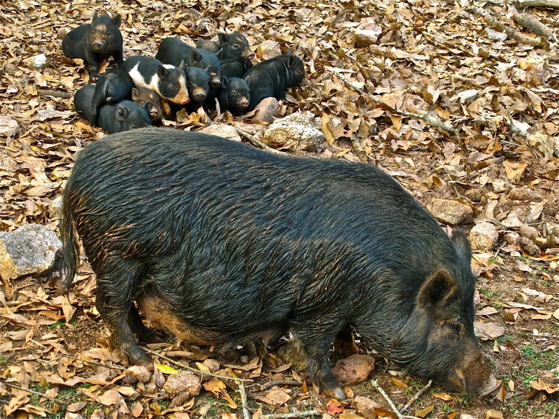 young Animal, 720P, snout, leaves, day, fur, animal, sow, land, animal wildlife, piglet, vertebrate, pig, animal themes, wild Boar, nature, no people