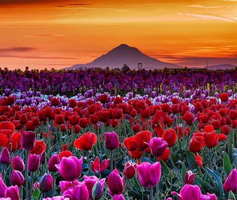 farm, oregon, woodburn, tulip, 720P, sunset