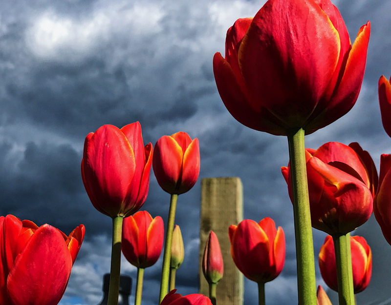 fragility, sky, focus on foreground, inflorescence, nature, flower head, wooden shoe tulip farm, plant stem, freshness, 2K, plant, united states, flower