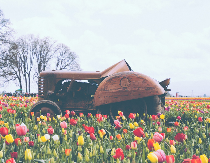 built structure, outdoors, flower, freshness, surrounded, plant, red, vegetation, nature, tractor, field, flower head, poppy, tree, flowering plant, united states