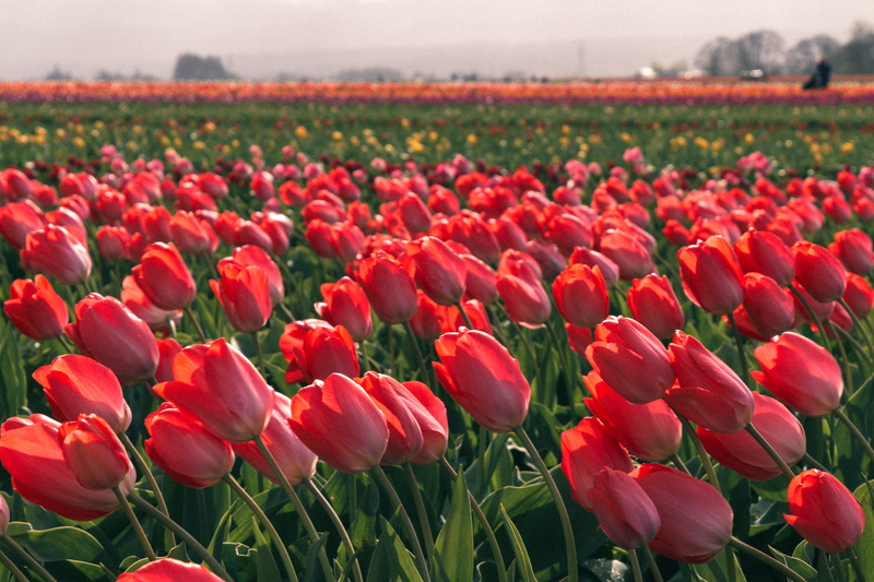 woodburn, land, animal, freshness, lupin, petal, close-up, outdoors, tulips, flock, field, human, united states, growth, blossom, agriculture, flowerbed