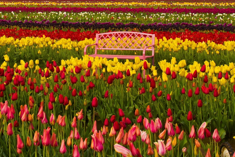 Oregon, bench, buds, Woodburn, the Tulip festival, tulips, 1080P, colorful