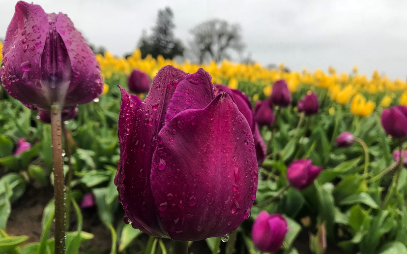 wooden shoe tulip farm, springtime, outdoors, plant, petal, focus on foreground, day, flower head, freshness, vulnerability, purple, nature, 4K, drop