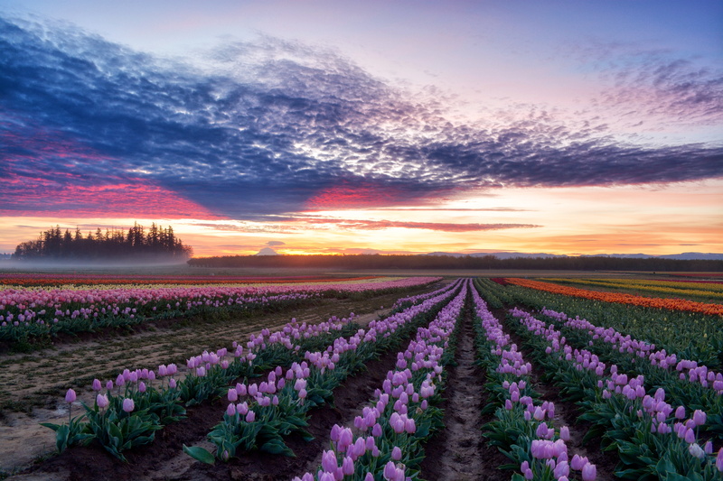 Woodburn, Wooden Shoe Tulip Farm, 5K, Oregon
