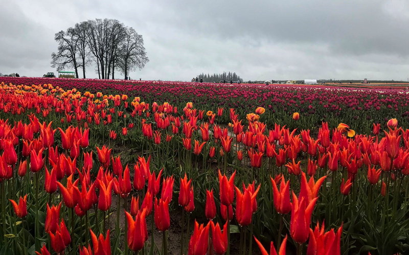 tulips, field, cloud - sky, nature, flowerbed, red, landscape, beauty in nature, flower head, 4K, fragility, growth, environment, tulip, oregon, outdoors