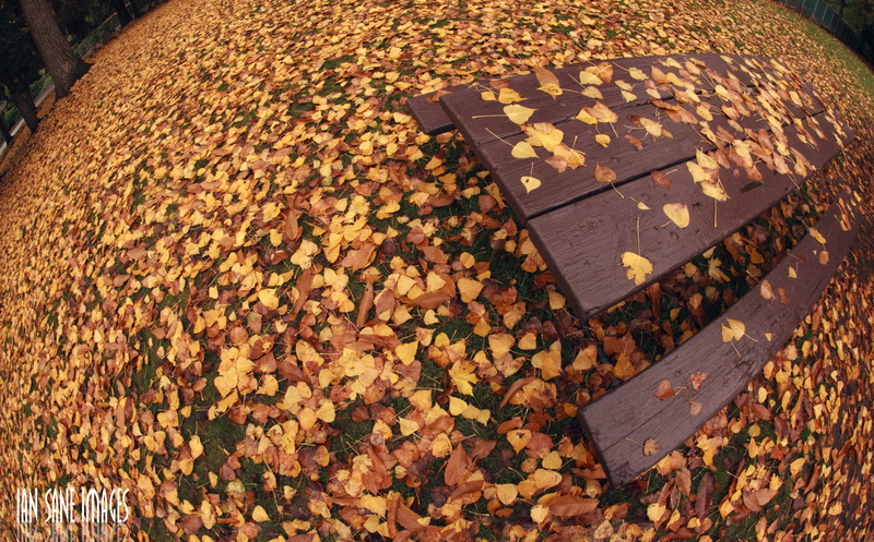 natural condition, wood - material, unitedstates, Fall, brown, Avenue, falling, Leaves, dry, day, 8K, change, outdoors, Table, Oregon, settlemier, Lens