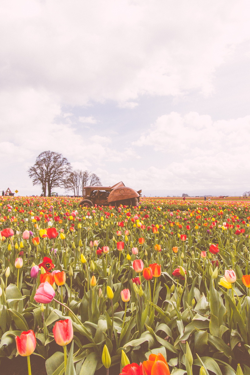 flower, building, field, day, land, wooden shoe tulip festival, countryside, freshness, landscape, tranquil scene, vulnerability, plant, tranquility, tree