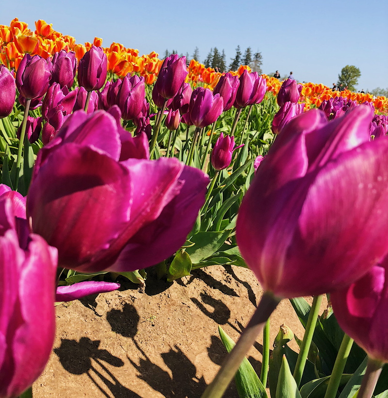 fragility, purple, flower head, outdoors, beauty in nature, 2K, flowers, vibrant color, no people, close-up, orange, wooden shoe tulip farm, landscape