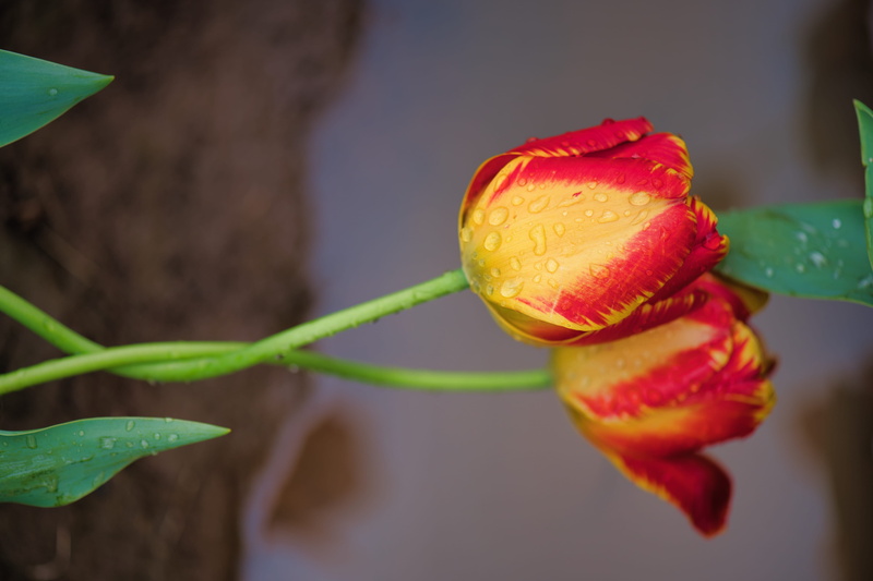 puddle, rose, leaf, focus on foreground, day, flowering plant, selective focus, blossom, yellow, araceae, photography, sprout, geranium, tulips, plant part