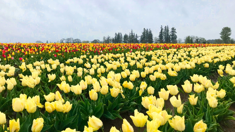 vulnerability, no people, flowering plant, united states, flower, sky, plant, woodburn, flower head, 4K, growth, yellow, agriculture, springtime, outdoors