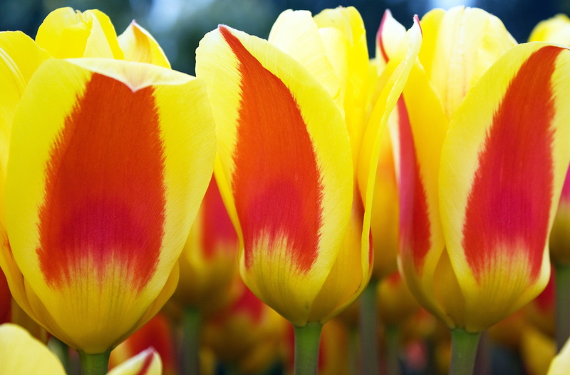 springtime, Tulips, Woodburn, shot, Oregon, flower Head, Canon  EOS  Digital  Rebel  XSi, 4K, yellow, camera, nature, flower, close up, beauty In Nature