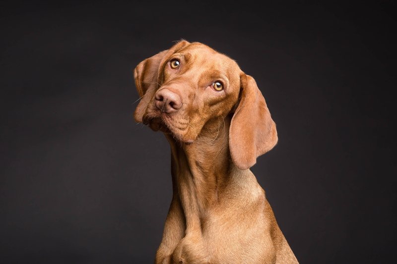 animal, eyes, 4K, portrait, dogs, dog, pet, beagle, brown