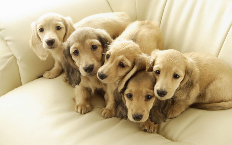 domestic Animals, dog, studio Shot, brown, retriever, relaxation, yellow Labrador Retriever, no people, portrait, close-up, small, white, animal family