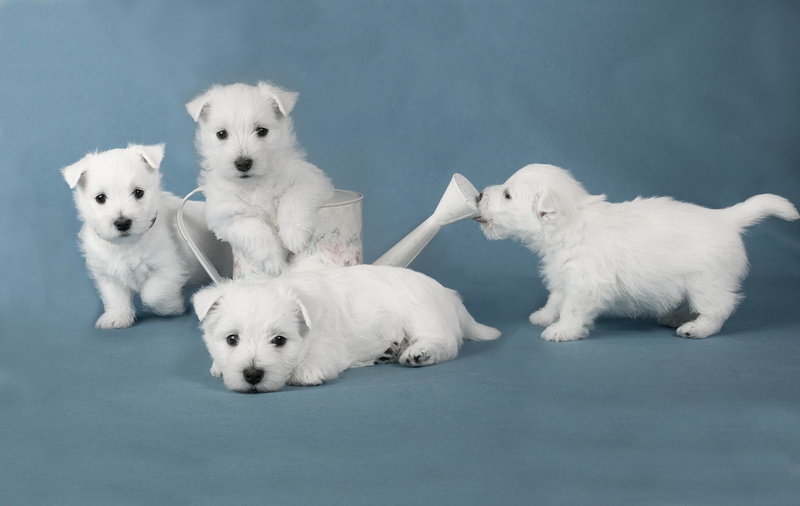 terriers, litter, 1080P, puppy, puppies, white, dogs, white terriers