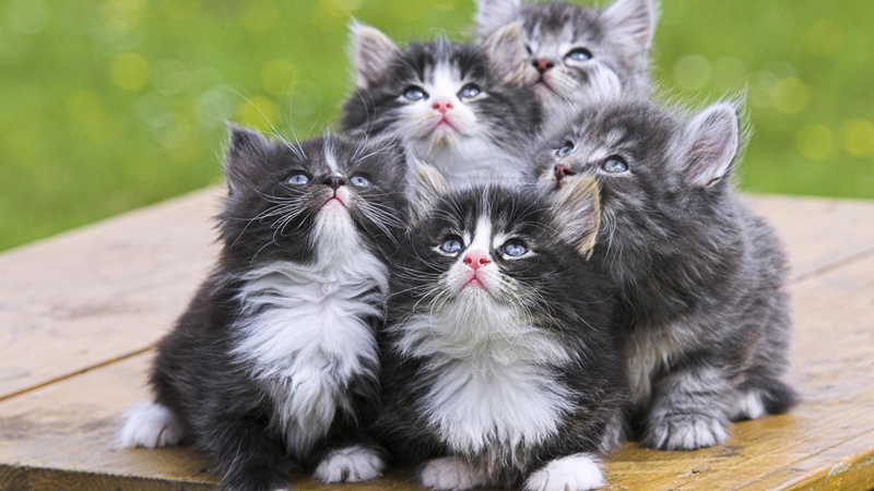 kittens, new born, kitten, persian, 1080P, litter, animals