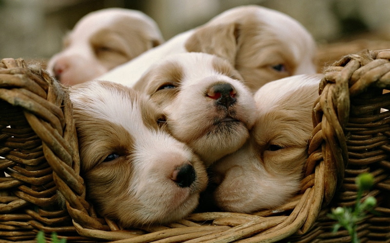 canine, basket, pets, nature, puppy, domestic Animals, brown, white, animal family, agriculture, small, sleeping, domestic, purebred Dog, litter, young Animal