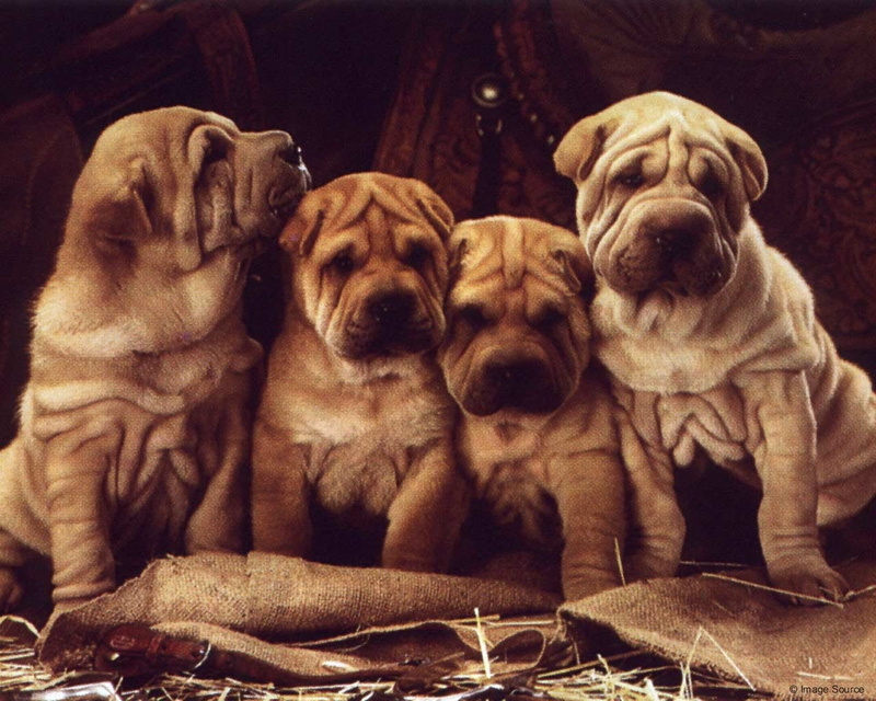 puppy, four, shar, pei, Dogs, litter, Dog, Shar Pei, brown, Sharpei, chinese, 720P