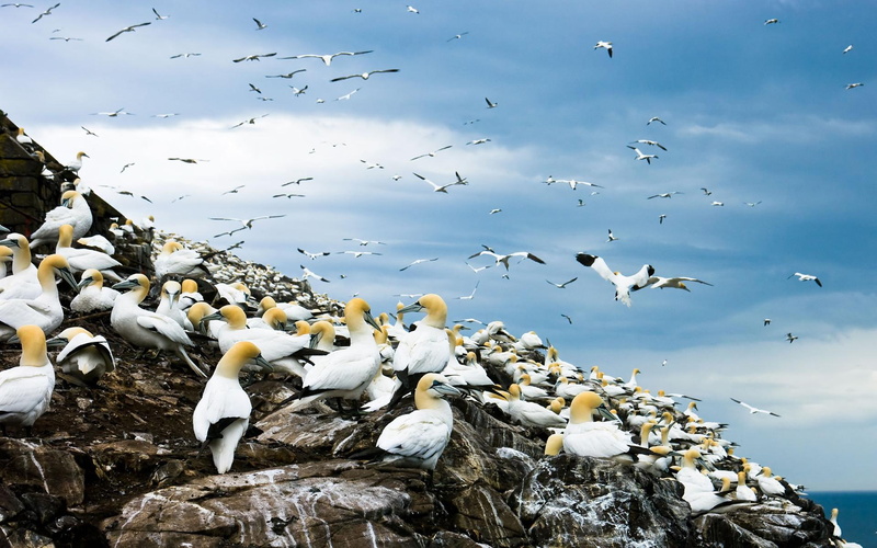 birds, colony, 1080P, animals, rocks, litters, gulls