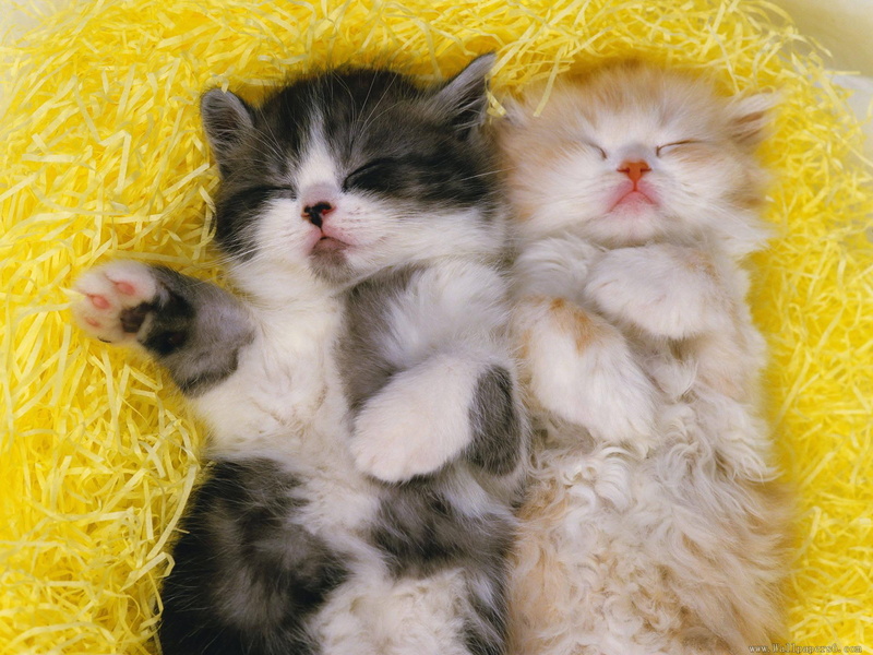 1080P, cats, kitten, animals, animal, litter, two, sleeping, long, fur, sleep, cute