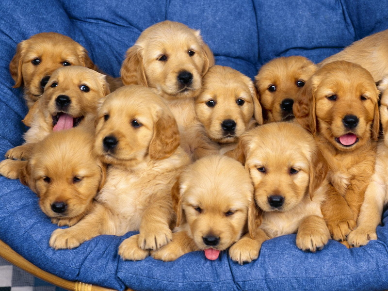 720P, vertebrate, small, puppies, canine, golden retriever, labrador, togetherness, young animal, domestic, looking at camera, retriever, golden