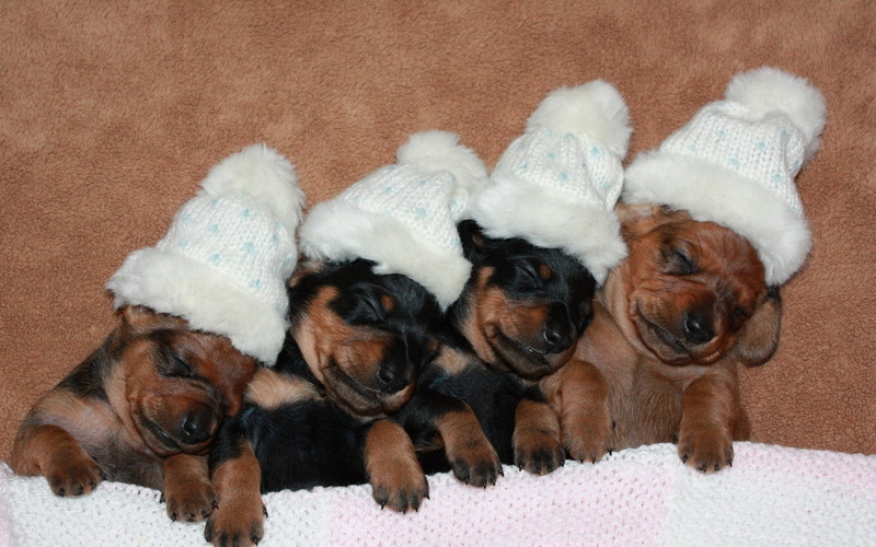 hats, softness, indoors, lap dog, puppy, animal family, group of animals, domestic, pets, domestic animals, animal themes, puppies, cute, no people, litter