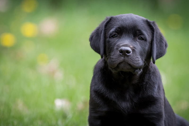 domestic, domestic animals, animal, black labrador, looking, portrait, looking at camera, dog, focus on foreground, one animal, labrador, nature, animal themes