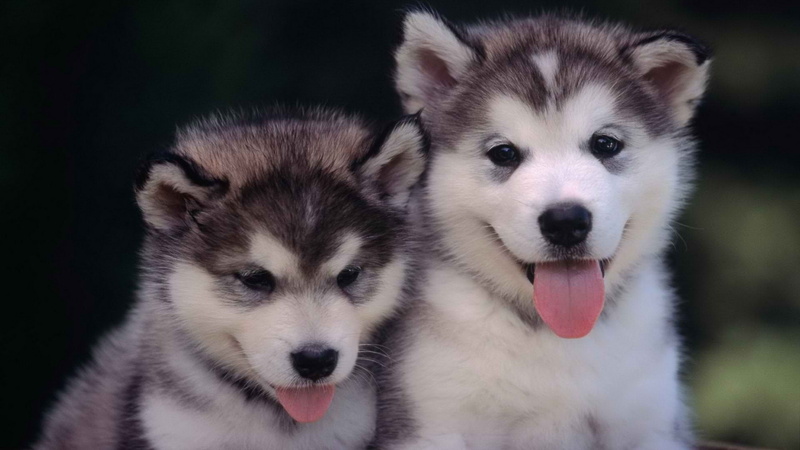 Siberian Husky, dog, хаски, puppies, animals, 1080P