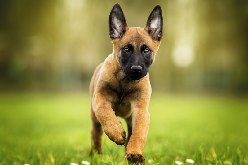 4K, dog, bokeh, Belgian Malinois, look, puppy