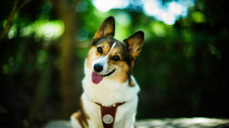 sticking out tongue, panting, animal body part, animal, no people, animal tongue, domestic, 1080P, mouth, Corgi, mouth open, animal head, one animal, pets