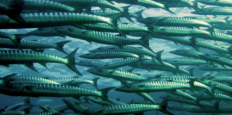 undersea, fish, no people, marine, underwater, sea life, animal wildlife, water, group of animals, ocean, animal themes, vertebrate, sea, 2K, animals in the wild
