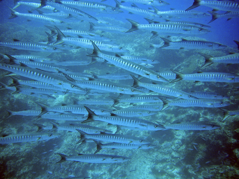 meeresbewohner, diving, large group of animals, swimming, marine, fish swarm, no people, Fish, undersea, animals in the wild, backgrounds, sea life, animal