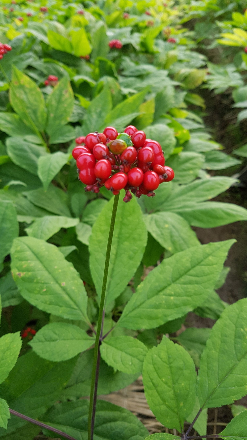ginseng, leaf, green color, healthy eating, wellbeing, outdoors, growth, day, red, berry fruit, nature, food, focus on foreground, ripe, food and drink