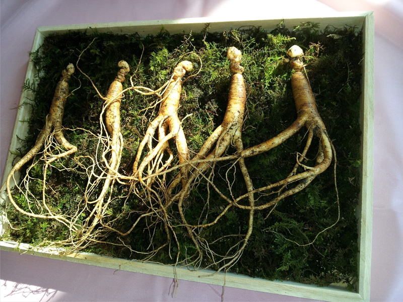 container, wellbeing, 2K, outdoors, ginseng, food, close-up, food and drink, no people, freshness, green color, vegetable, high angle view, healthy eating