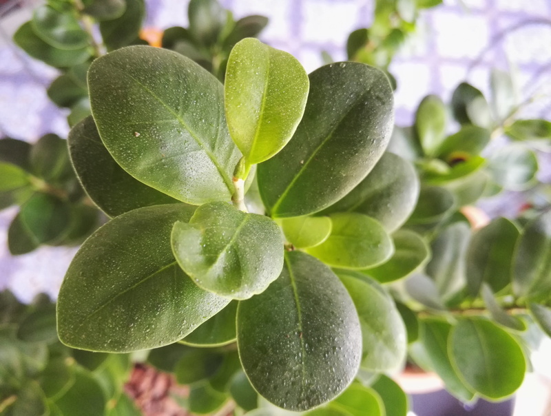 green, drops, bonsai, food, ginseng, selective focus, outdoors, freshness, ficus, garden, water, agriculture, gardening, plant part, beauty in nature, leaf