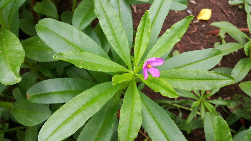 outdoors, day, flowering plant, ginseng, flower, 2K, plant, beauty in nature, flower head, green color, close-up, ginseng thailand, botany, high angle view