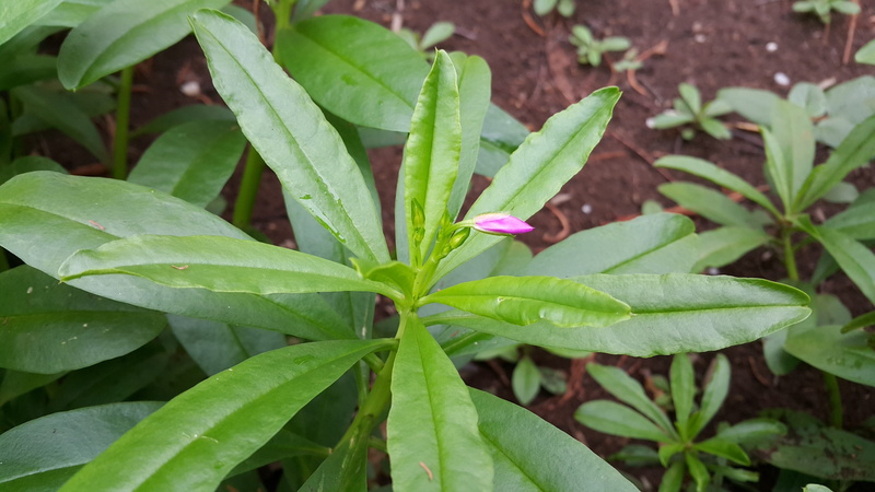 green color, fragility, dew, vegetable, no people, leaf, field, beauty in nature, vulnerability, close-up, 2K, ginseng, outdoors, botany, plant, land