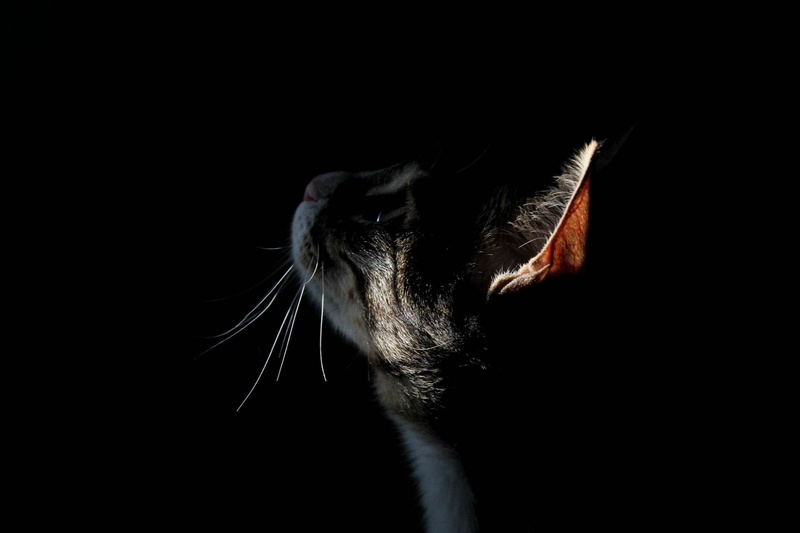 divine, pets, feline, light, no people, domestic animals, 1080P, domestic cat, arise, catography, vertebrate, indoors, close-up, animal eye, one animal