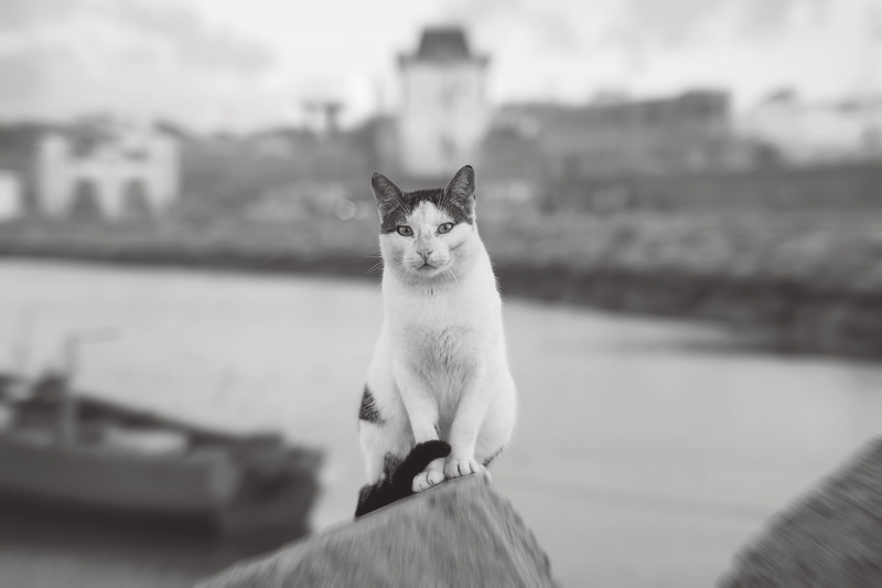 5K, center, beach, position, one animal, eyes, feline, domestic cat, built structure, wall, water, cat, domestic, vertebrate, day, architecture, cats