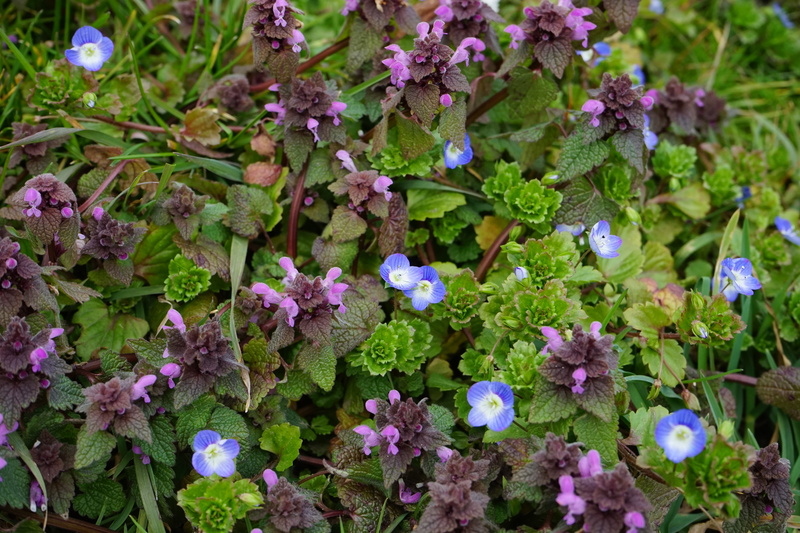 naturopathy, although, plant, growth, outdoors, plantain greenhouse, close-up, vulnerability, flower, high angle view, bloom, blue, white, inflorescence