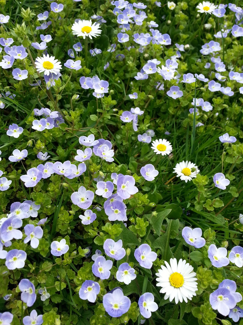 day, vulnerability, flowerbed, color, petal, macro, storm flower, macro photo, daisy, flowering plant, summer meadow, blossom, 2K, spring, purple, mrs biss