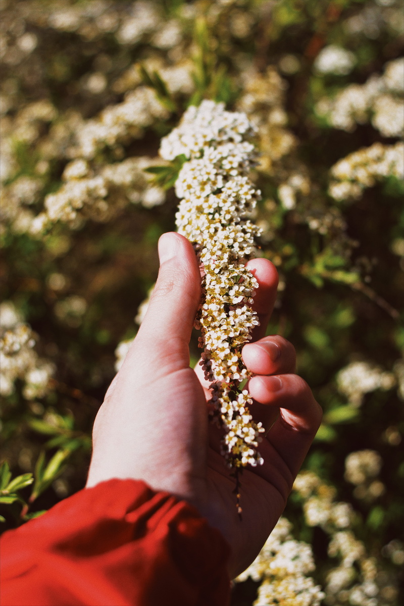 human hand, botanical garden, human limb, flower, sunshine, light, botanical, human body part, sunlight, finger, summer, close-up, personal perspective