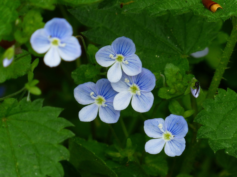 light blue, bloom, outdoors, mrs biss, storm flower, inflorescence, flowers, leaf, white, nature, vulnerability, petal, flower, wild flower, chamaedrys