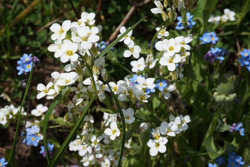 fragility, flowers in spring, growth, beautiful, spring flowers, spring, green, blossom, flowers, bloom, ornamental plant, flowering plant, focus on foreground