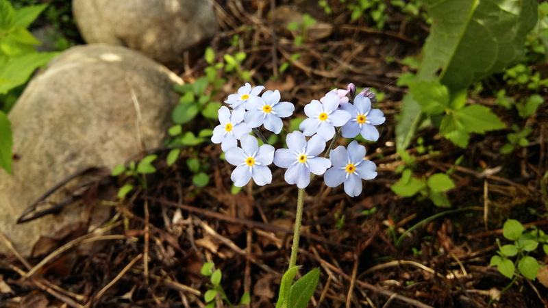 outdoors, summer, no people, flowering plant, flower head, close-up, beauty in nature, plant, high angle view, Flower, fragility, light blue, focus on foreground