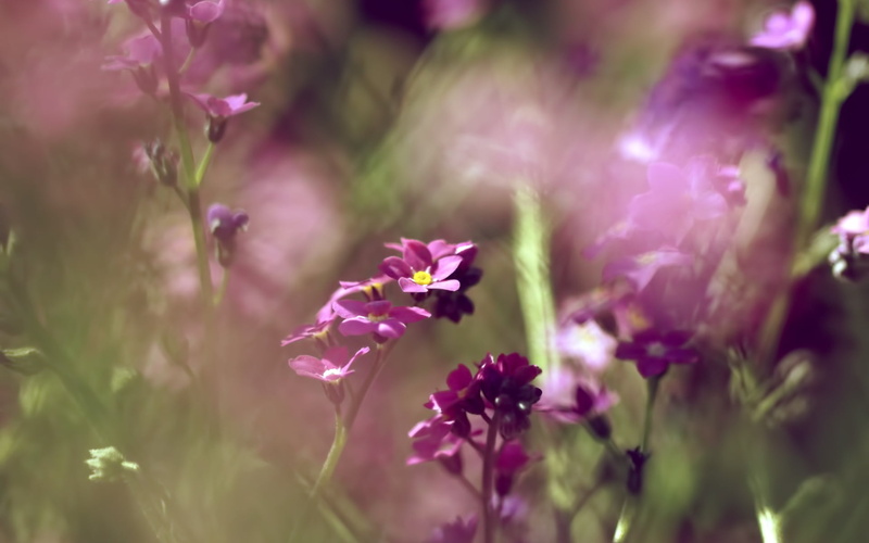 flower head, fragility, freshness, purple, growth, no people, plant, botany, outdoors, flowering plant, flower, inflorescence, close-up, beauty in nature