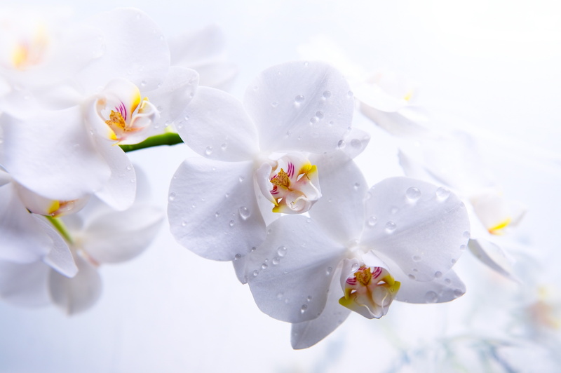 white, 4K, 5k, flowers, macro, Orchid, 4k