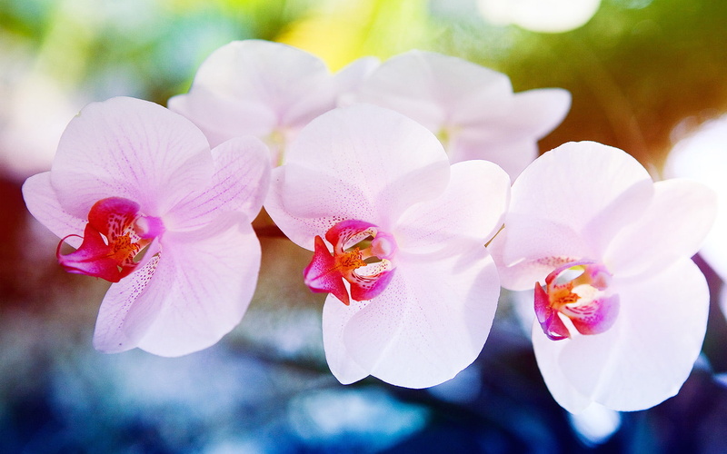 720P, flowers, pink, white, nature and landscape, orchid