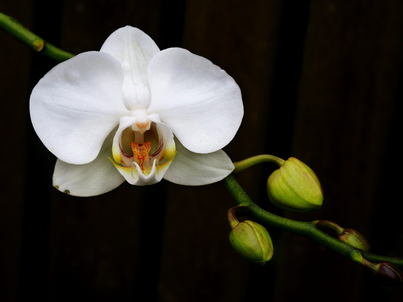 leaf, white color, flower head, design, blossom, color, season, romantic, close-up, orchid, vulnerability, pollen, flowering plant, black background, growth