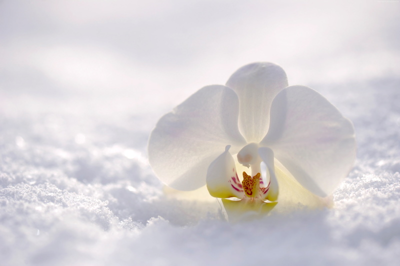 snow, orchid, winter, white, flower, 4K, 4K